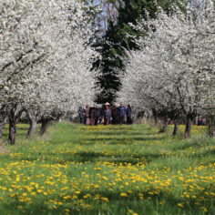 Plum Trees from Plum Village France