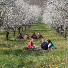 Plum Trees from Plum Village France