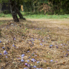 Natural plums for cooking