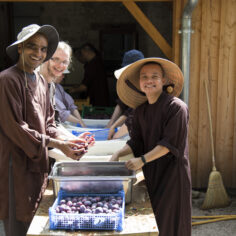 Plum Village monastics joyfully cleaning plums