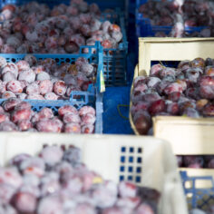 Soft & Tender Plums Naturally Grown in Plum Village