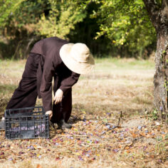 Natural plums are grown with care at Plum Village, harvested without pesticides