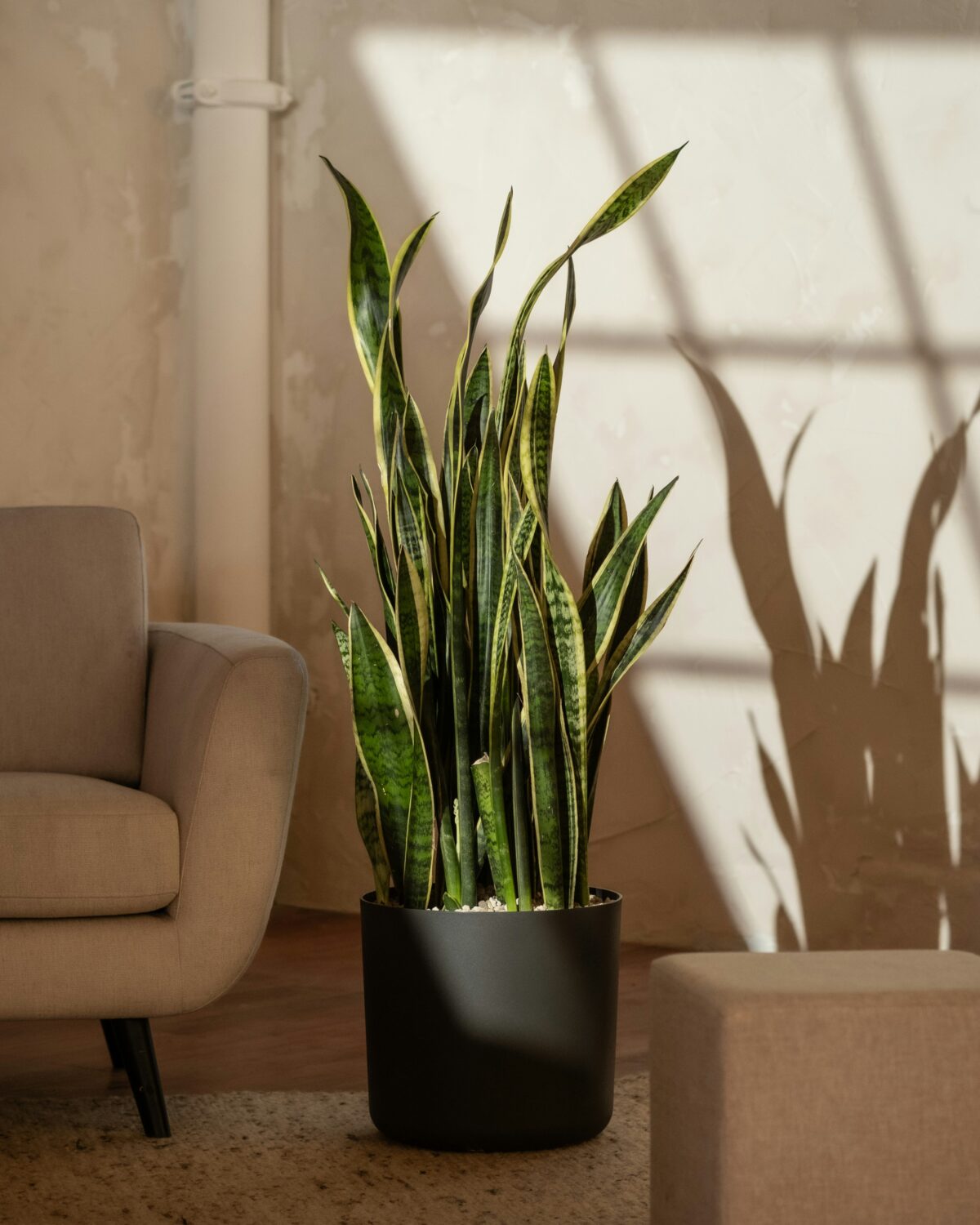Living room focal point ideas using natural plant for mindful interior design. 