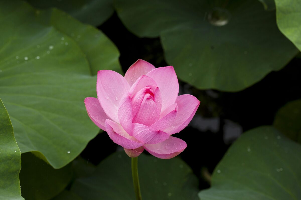 Thich Nhat Hanh books for healing anxiety, anger, and grief including No Mud No Lotus, Fear Essential Wisdom, and How to Live When a Loved One Dies